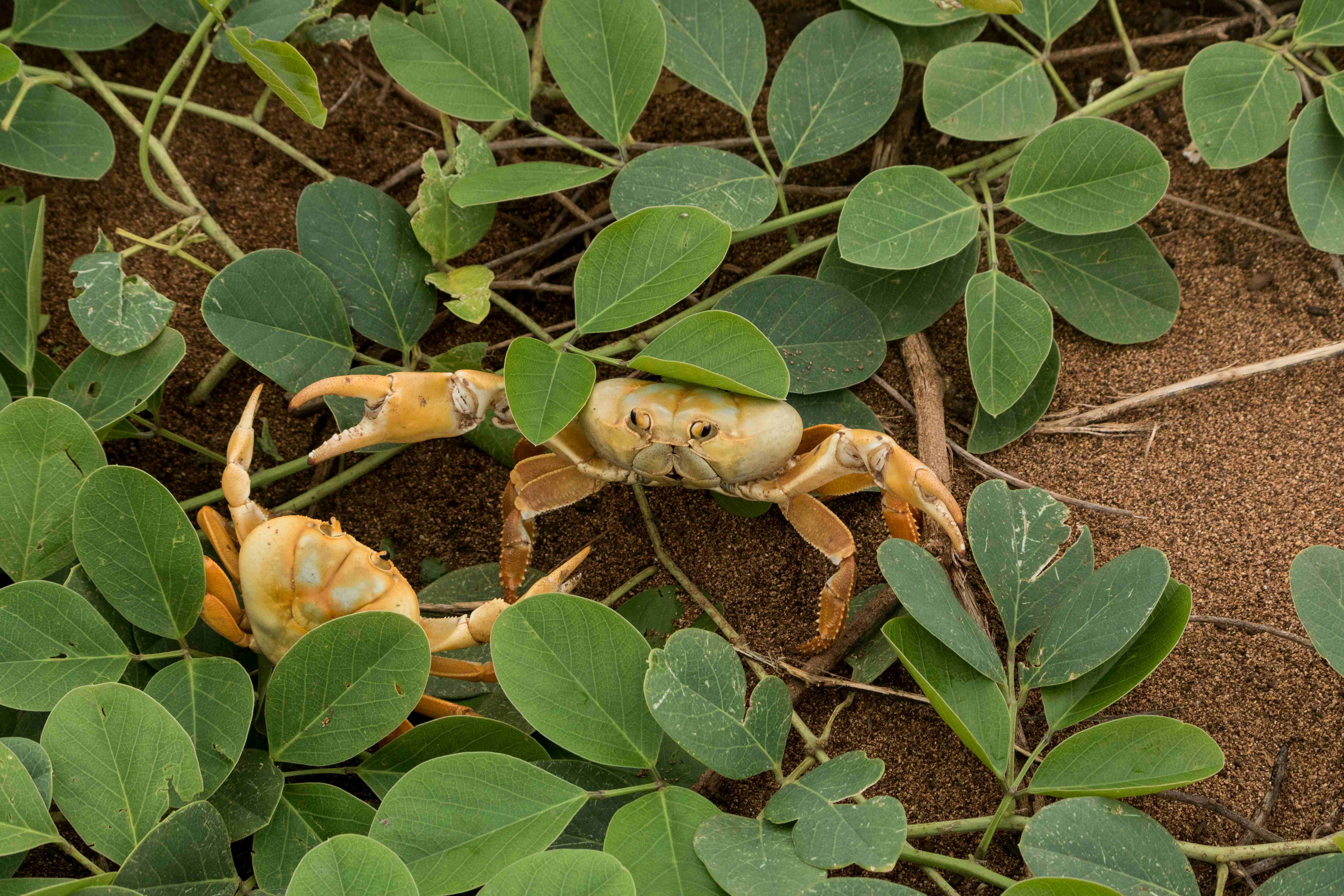 Densidade Populacional Johngartia lagostoma